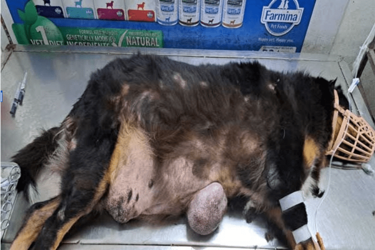 Pet Surgery in Nagpur